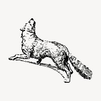 Howling fox drawing, vintage animal illustration vector. Free public domain CC0 image.