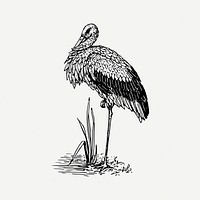 Stork bird drawing, animal, vintage illustration psd. Free public domain CC0 image.