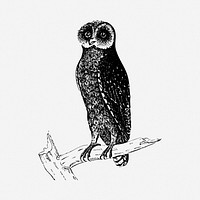 Bay owl drawing, bird vintage illustration. Free public domain CC0 image.