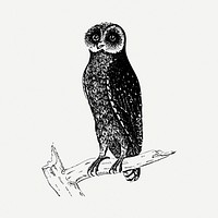 Bay owl drawing, bird vintage illustration psd. Free public domain CC0 image.
