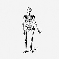 Skeleton drawing, Halloween vintage illustration. Free public domain CC0 image.