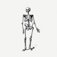 Skeleton drawing, Halloween vintage illustration psd. Free public domain CC0 image.