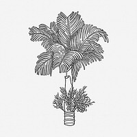Betel palm tree drawing, plant vintage illustration. Free public domain CC0 image.