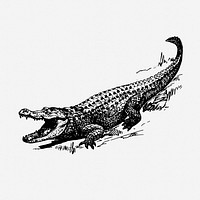 Alligator drawing, wildlife vintage illustration. Free public domain CC0 image.