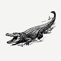 Alligator drawing, reptile animal illustration psd. Free public domain CC0 image.