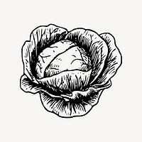 Cabbage clipart, vintage vegetable illustration vector. Free public domain CC0 image.