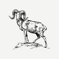 Argali drawing, wild sheep, vintage illustration psd. 