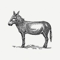 Donkey drawing, farm animal, vintage illustration psd. Free public domain CC0 image.