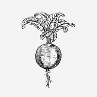 Beetroot drawing, plant vintage illustration. Free public domain CC0 image.