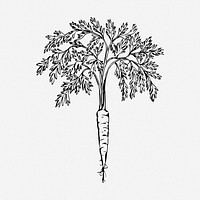 Carrot drawing, vegetable vintage illustration. Free public domain CC0 image.