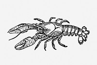 Lobster drawing, sea life, vintage illustration. Free public domain CC0 image.