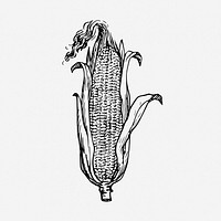 Corn drawing, vegetable vintage illustration. Free public domain CC0 image.