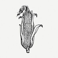 Corn drawing, vegetable vintage illustration psd. Free public domain CC0 image.