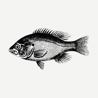 Fish drawing, sea animal, vintage illustration psd. Free public domain CC0 image.