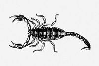 Scorpion drawing, astrological sign, animal vintage illustration. Free public domain CC0 image.
