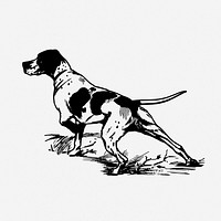 Hunting dog drawing, animal vintage illustration. Free public domain CC0 image.