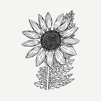 Sunflower drawing, flower vintage illustration psd. Free public domain CC0 image.