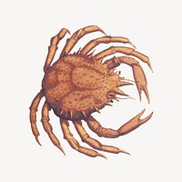 Crab clipart, vintage sea animal illustration vector. Free public domain CC0 image.