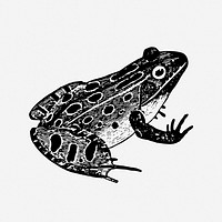 Leopard frog drawing, animal vintage illustration. Free public domain CC0 image.