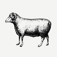 Merino, ram, sheep drawing, animal vintage illustration psd. Free public domain CC0 image.