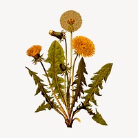 Dandelion clipart, vintage plant illustration vector. Free public domain CC0 image.