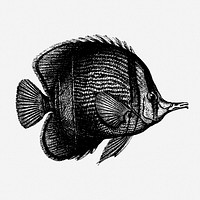 Margined coralfish drawing, vintage sea life illustration. Free public domain CC0 image.