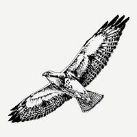 Flying hawk drawing, animal vintage illustration psd. Free public domain CC0 image.