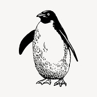 Penguin clipart, vintage wildlife illustration vector. Free public domain CC0 image.