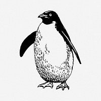 Penguin drawing, vintage wildlife illustration. Free public domain CC0 image.