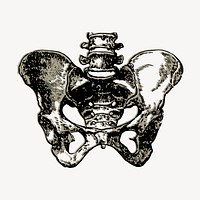 Human pelvic bone clipart, vintage medical illustration vector. Free public domain CC0 image.