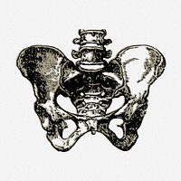 Human pelvic bone drawing, vintage medical illustration. Free public domain CC0 image.