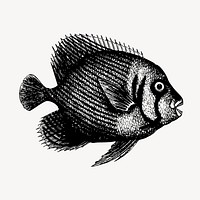 Fish clipart, vintage sea life illustration vector. Free public domain CC0 image.