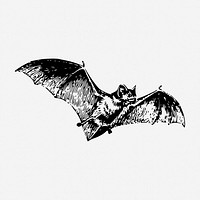 Flying bat drawing, vintage animal illustration. Free public domain CC0 image.