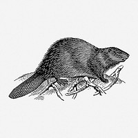 Beaver drawing, vintage animal illustration. Free public domain CC0 image.