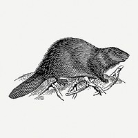 Beaver drawing, animal vintage illustration psd. Free public domain CC0 image.
