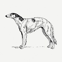 Borzoi dog drawing, animal vintage illustration psd. Free public domain CC0 image.