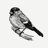 Bullfinch bird drawing, animal vintage illustration psd. Free public domain CC0 image.