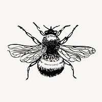 Bumblebee clipart, vintage insect illustration vector. Free public domain CC0 image.