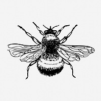 Bumblebee drawing, vintage insect illustration. Free public domain CC0 image.