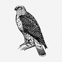 Buzzard bird drawing, vintage animal illustration. Free public domain CC0 image.