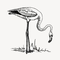 Flamingo clipart, vintage bird illustration vector. Free public domain CC0 image.