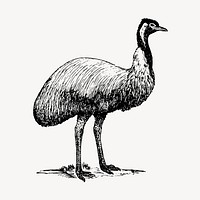 Emu bird clipart, vintage animal illustration vector. Free public domain CC0 image.