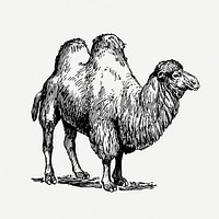 Camel drawing, animal vintage illustration psd. Free public domain CC0 image.