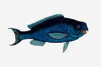 Parrot fish collage element, vintage sea life illustration. Free public domain CC0 image.
