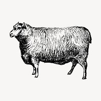 Leicester sheep clipart, vintage farm animal illustration vector. Free public domain CC0 image.