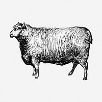 Leicester sheep drawing, vintage farm animal illustration. Free public domain CC0 image.