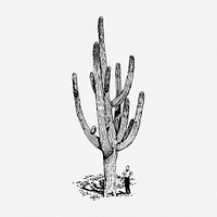 Cactus drawing, vintage desert plant illustration. Free public domain CC0 image.