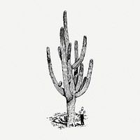 Cactus drawing, desert plant vintage illustration psd. Free public domain CC0 image.