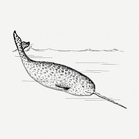 Narwhal drawing, sea animal vintage illustration psd. Free public domain CC0 image.