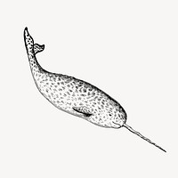 Narwhal clipart, vintage sea life illustration vector. Free public domain CC0 image.